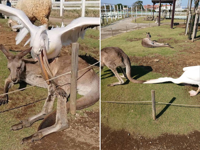 Gambar Lucu Burung Pelikan Mencoba Memakan Apapun (Maaf Mungkin DP)