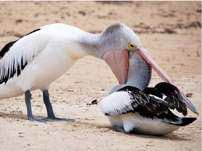 Gambar Lucu Burung Pelikan Mencoba Memakan Apapun (Maaf Mungkin DP)