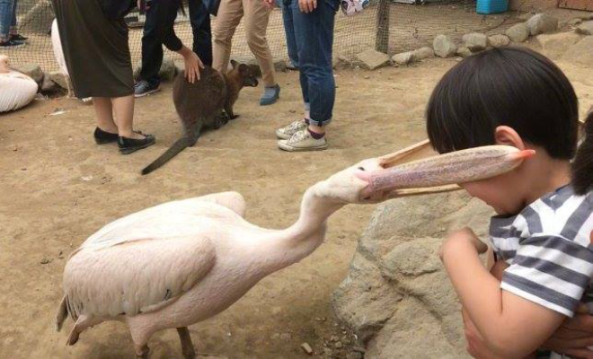 Gambar Lucu Burung Pelikan Mencoba Memakan Apapun (Maaf Mungkin DP)