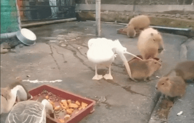 Gambar Lucu Burung Pelikan Mencoba Memakan Apapun (Maaf Mungkin DP)