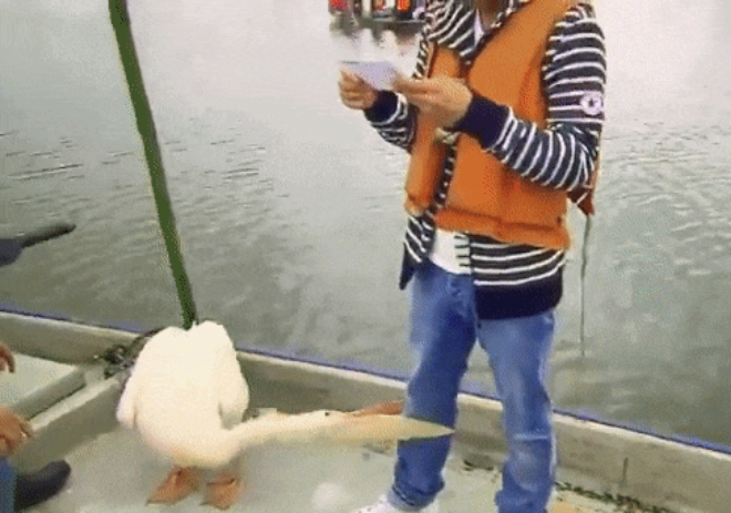 Gambar Lucu Burung Pelikan Mencoba Memakan Apapun (Maaf Mungkin DP)