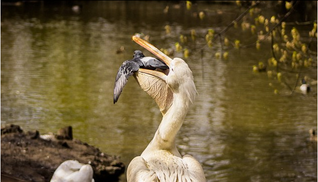 Gambar Lucu Burung Pelikan Mencoba Memakan Apapun (Maaf Mungkin DP)