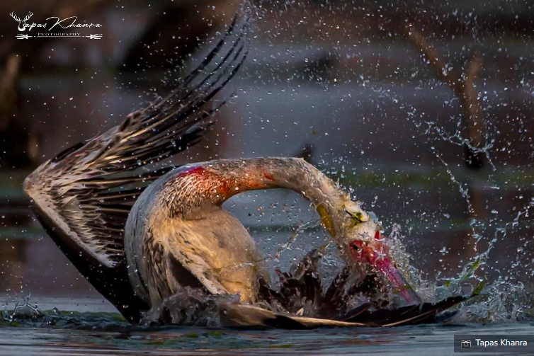 Gambar Lucu Burung Pelikan Mencoba Memakan Apapun (Maaf Mungkin DP)