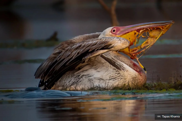Gambar Lucu Burung Pelikan Mencoba Memakan Apapun (Maaf Mungkin DP)