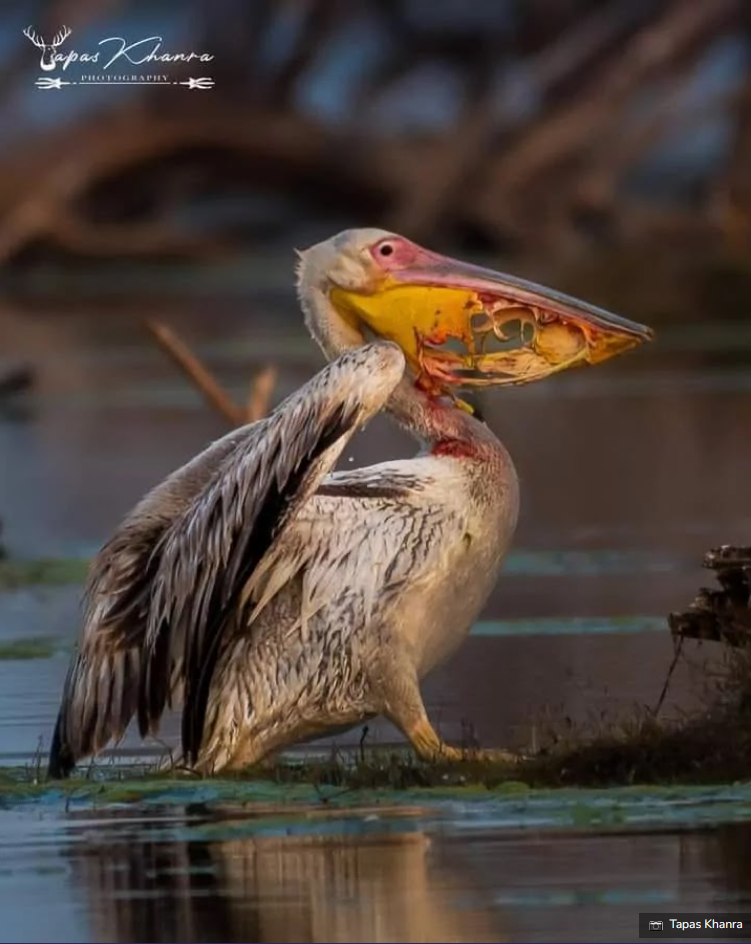 Gambar Lucu Burung Pelikan Mencoba Memakan Apapun (Maaf Mungkin DP)