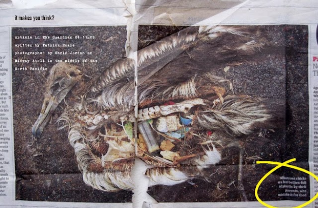 Gambar Lucu Burung Pelikan Mencoba Memakan Apapun (Maaf Mungkin DP)