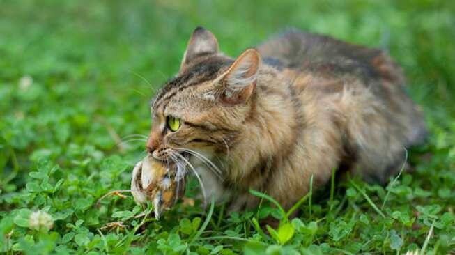 Rahasia Nutrisi Kucing: Apa Saja yang Dibutuhkan untuk Kucing Sehat?