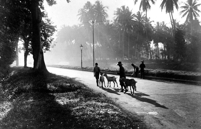 Gembala Kambing Di Jakarta