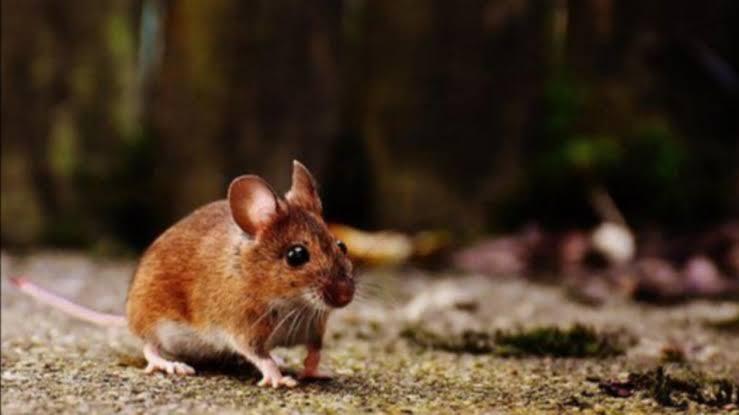 Sebuah Kedai Ditutup Paksa Gara-gara Ada Tikus di Etalase Makanan, Ini Jadi Pelajaran