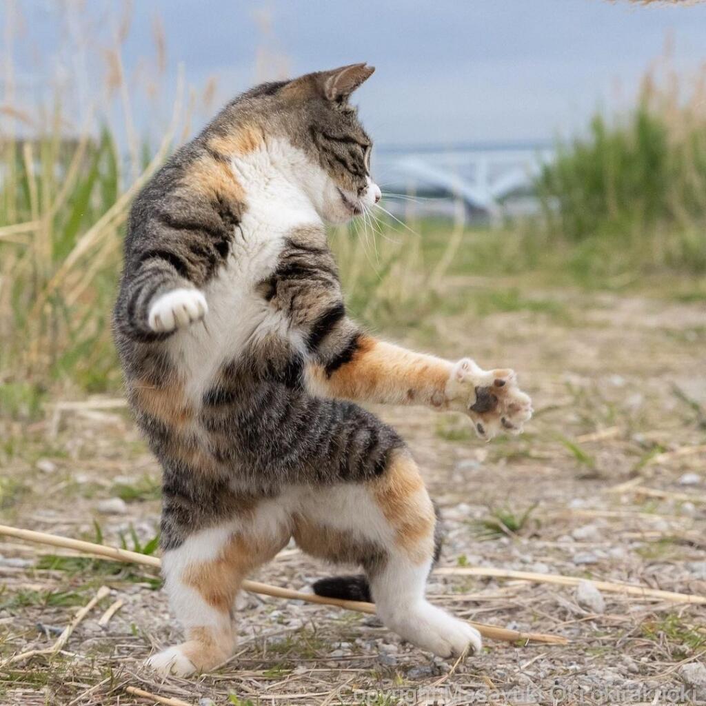 Kelakuan Si Kucing Auto Bikin Cengar Cengir