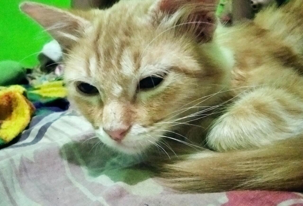 Kelakuan Si Kucing Auto Bikin Cengar Cengir