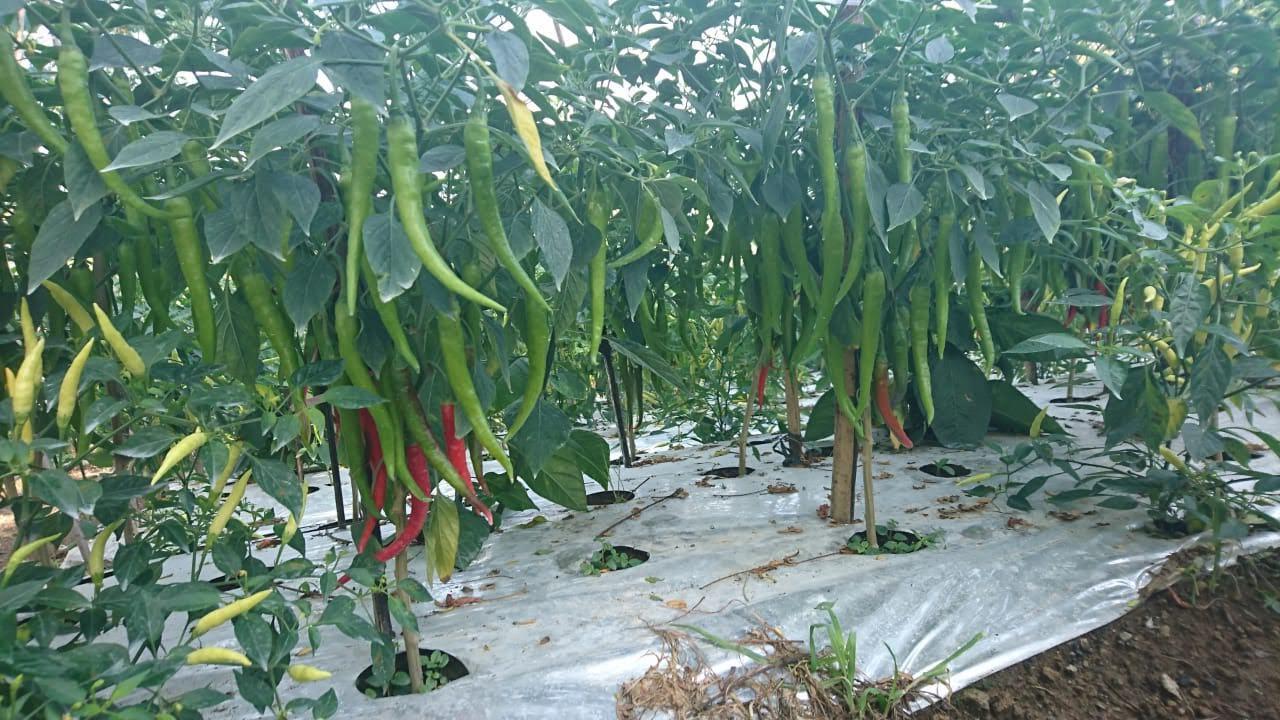Bibit Cabai Besar Paling Bagus Terbaru Andalan Petani