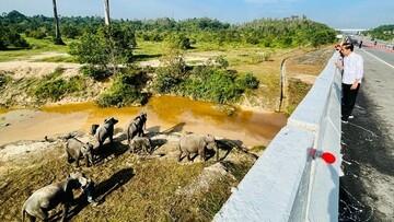 Begini Penampakan 'Tol Gajah' yang Bikin Jokowi Mampir