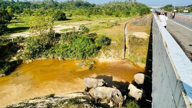 Begini Penampakan 'Tol Gajah' yang Bikin Jokowi Mampir