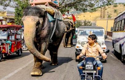 Inilah Penyebab Utama, Dijalan India Terlalu Bising Dengan Bunyi Klakson! 