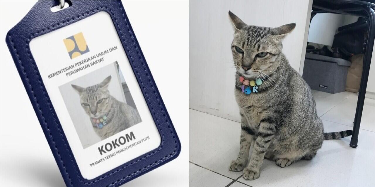 PERKENALKAN KOKOM, KOCHENG DI KEMENTERIAN PUPR.. 🐱