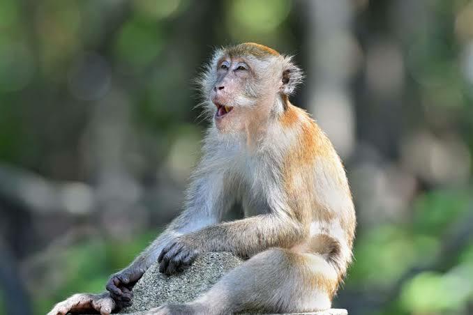 Ternyata Monyet Suka Masturbasi, Bahkan Punya Sex Toy Sendiri! Berikut Faktanya!