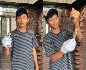 Begini Cara Lepaskan Gigitan Tokek dengan Tangan Kosong, Tak Perlu Tunggu Petir