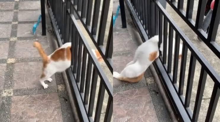 Dapat Masuk Celah dan Berbagai Tempat Sempit, Benarkah Kucing Tergolong Benda Cair?