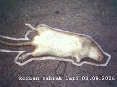 Kenapa Tikus Selalu Mati Terlindas Di Jalan? Ternyata Ini Alasannya