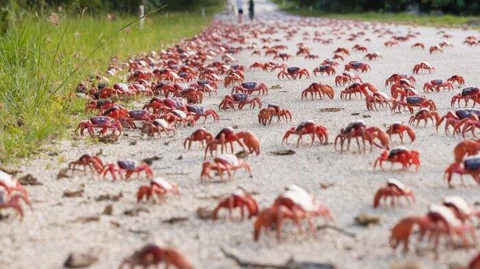 Ternyata Ini Alasannya Kenapa Kepiting Jalannya Menyamping