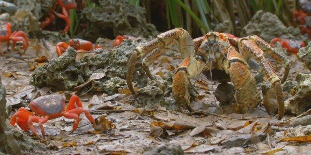 Ternyata Ini Alasannya Kenapa Kepiting Jalannya Menyamping