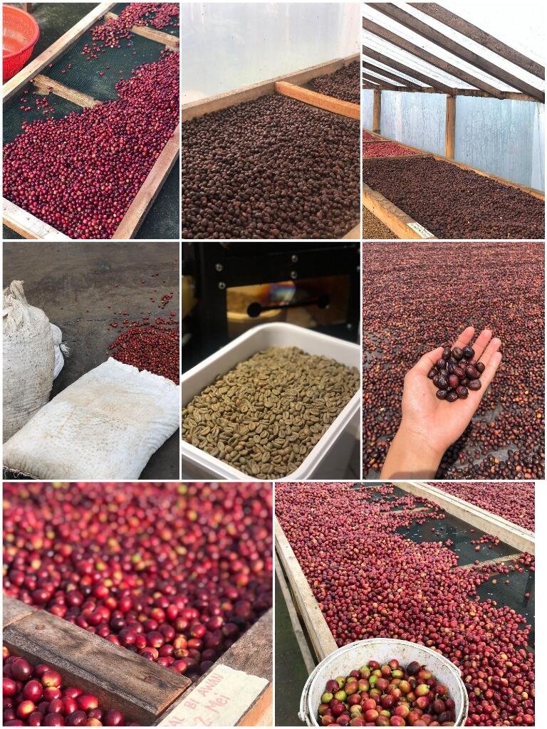Beberapa Kopi Yang Sudah Mendunia: Gayo Favoritku 