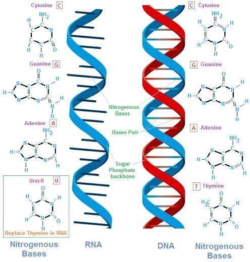 Mengejutkan 5 Fakta Seberapa Panjang DNA Manusia