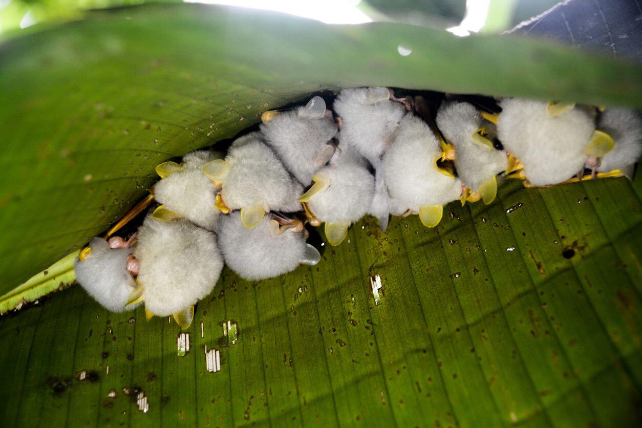 Kelelawar Tidak Cocok Jadi Peliharaan, Tapi Kelelawar Putih Honduras Ini Bikin Gemas