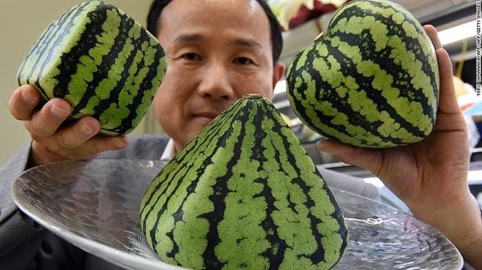 Fakta Unik Semangka Kubus Jepang, Memiliki Alasan Menarik Untuk Dibahas