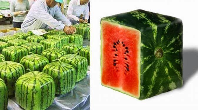 Fakta Unik Semangka Kubus Jepang, Memiliki Alasan Menarik Untuk Dibahas