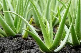 Aloe Vera | Solusi Efektif untuk Perawatan Jerawat dan Penuaan Kulit