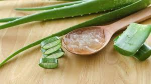 Aloe Vera | Solusi Efektif untuk Perawatan Jerawat dan Penuaan Kulit