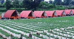 Petik Stroberi Segar dan Nikmati Pemandangan Indah di Villa Walini Dusun Ciwidey
