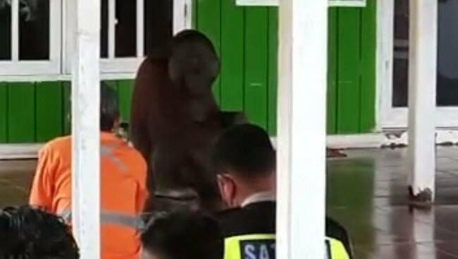 Heboh Video Orang Utan Masuk Masjid Dan Ikut Jumatan! Yang Suka Bolos Harusnya Malu!