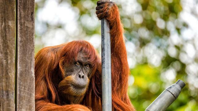 Heboh Video Orang Utan Masuk Masjid Dan Ikut Jumatan! Yang Suka Bolos Harusnya Malu!