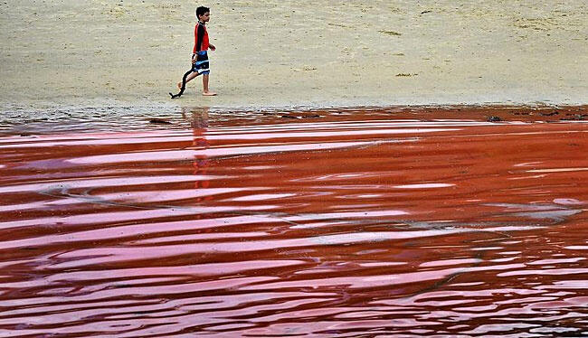 Penjelasan Ilmiah di Balik Terjadinya Fenomena Ombak Merah