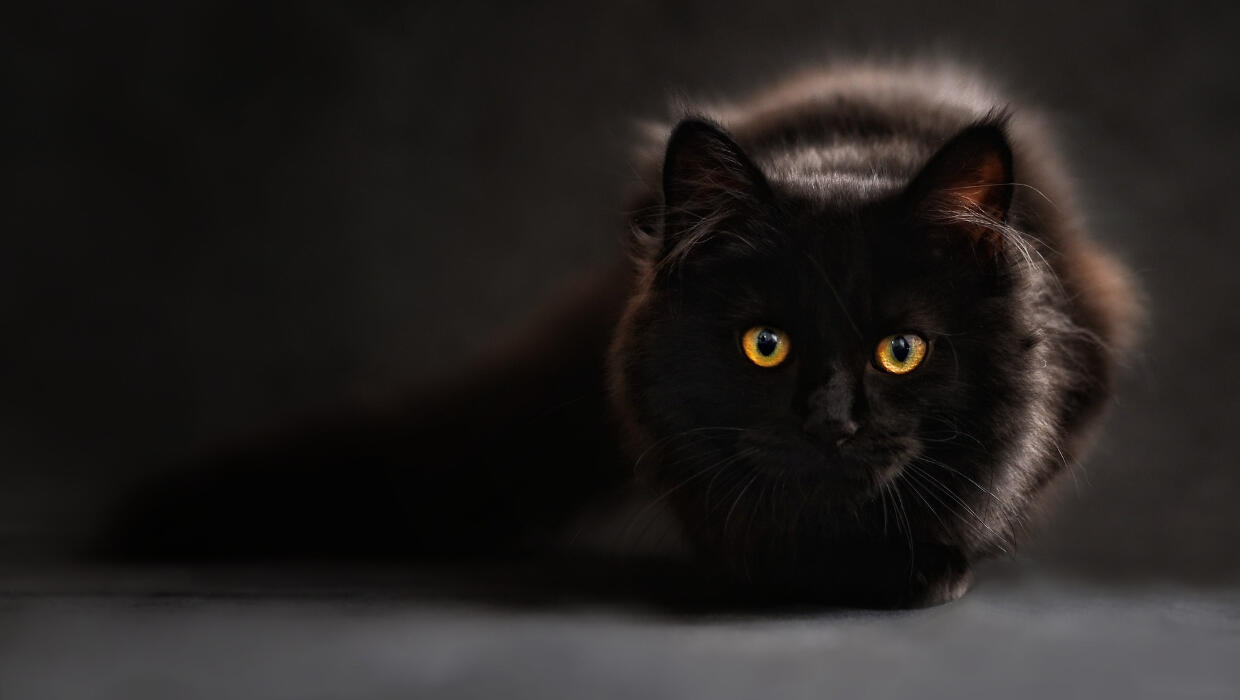 7 Manfaat Memelihara Kucing Dalam Islam, Tercatat Dalam Alquran