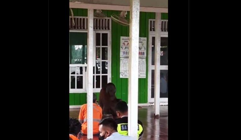 Orang Utan Masuk Masjid, Ikut Jumatan Bersama Warga