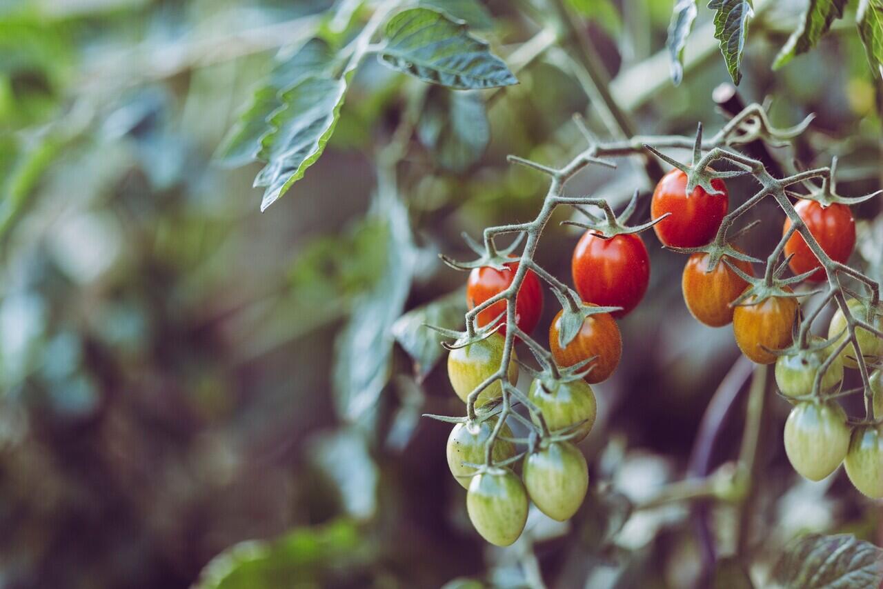 Tomat Buah Atau Sayur ? Berikut Ini Penjelasannya | KASKUS