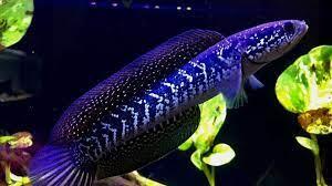 Merawat Ikan Channa | Tips dan Trik untuk Pemula