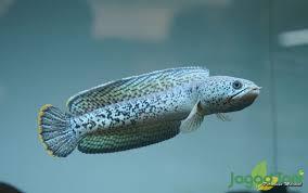 Merawat Ikan Channa | Tips dan Trik untuk Pemula