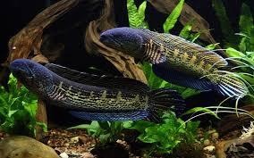 Merawat Ikan Channa | Tips dan Trik untuk Pemula