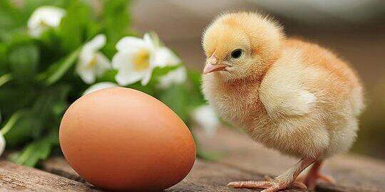 Telur Sama Ayam Duluan Mana Gan? Menurut Sains Duluan Telur Lho! 