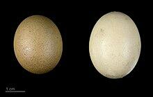Telur Sama Ayam Duluan Mana Gan? Menurut Sains Duluan Telur Lho! 