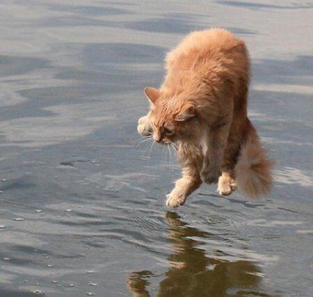 Kenapa kucing nggak suka sama air? Ini dia alasannya!