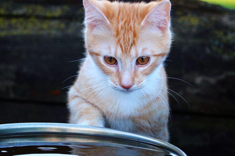 Kenapa kucing nggak suka sama air? Ini dia alasannya!