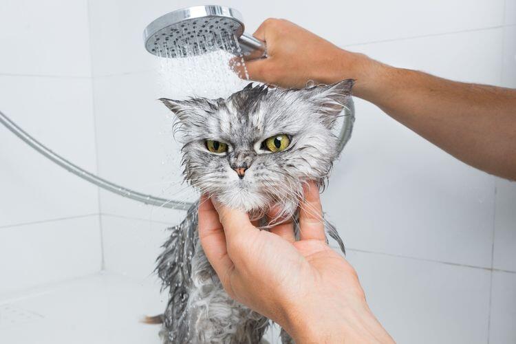 Kenapa kucing nggak suka sama air? Ini dia alasannya!