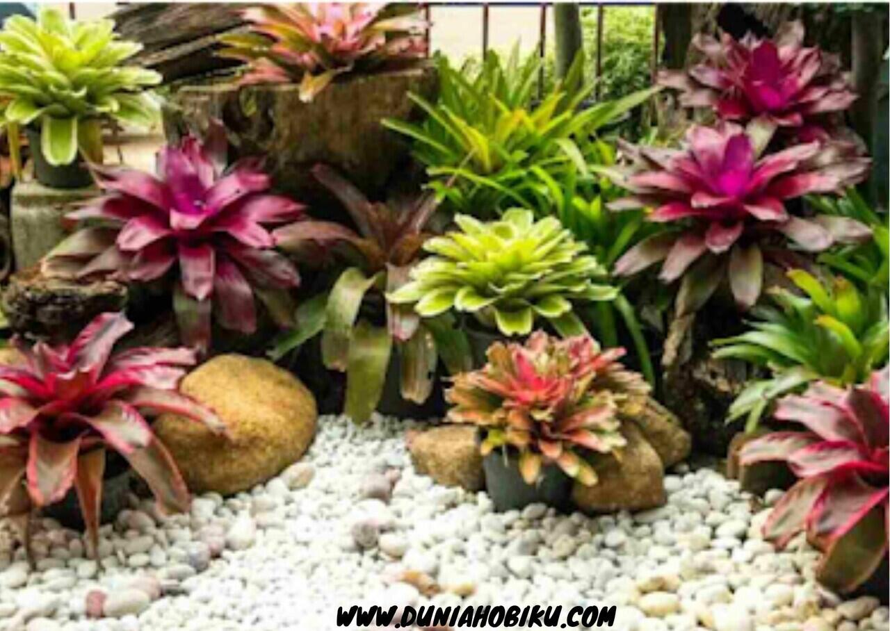 7 Cara Menanam Bromelia Di Pot Agar Tumbuh Subur