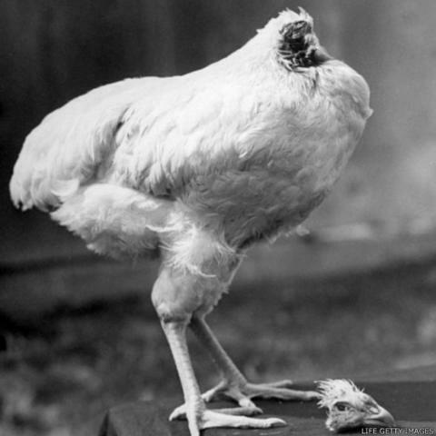 Sejarah Tahun Keramat 1945: Ketika Seekor Ayam Tanpa Kepala Pun Menolak Untuk Mati!